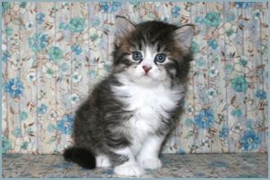 Female Siberian Kitten from Deedlebug Siberians